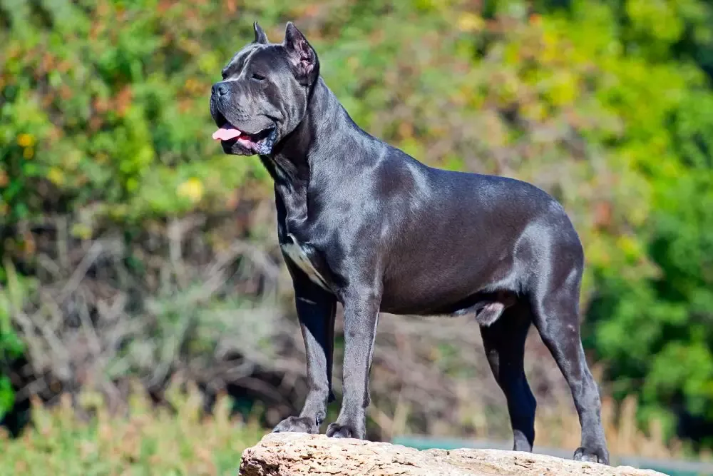 A vigilant Italian Cane Corso, a muscular and strong large protective dog breed, standing watch outdoors.