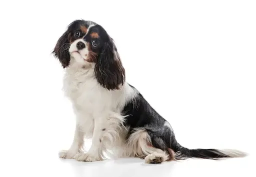 A well-behaved dog practicing the 'stay' command with its owner outdoors