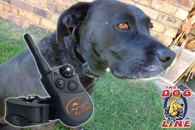 A well-fitted remote training collar on a dog's neck, ready for e-collar training.