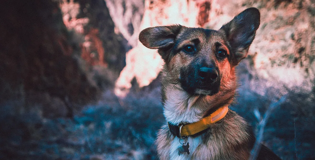 A well-trained German Shepherd sitting obediently next to its owner.