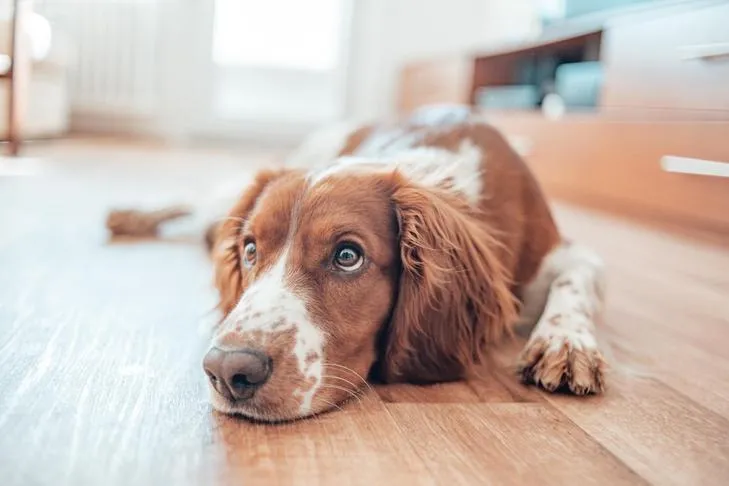 A Welsh Springer Spaniel calmly laying down at home on a rug