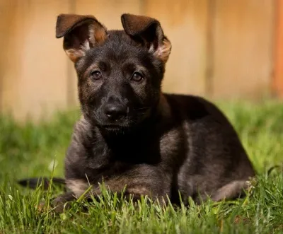 A West German Working Line German Shepherd puppy demonstrating intelligence and focus.