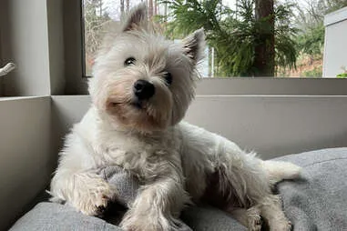 A West Highland white terrier dog sitting alertly on a clean floor, representing the detailed care and attention pet sitters provide.