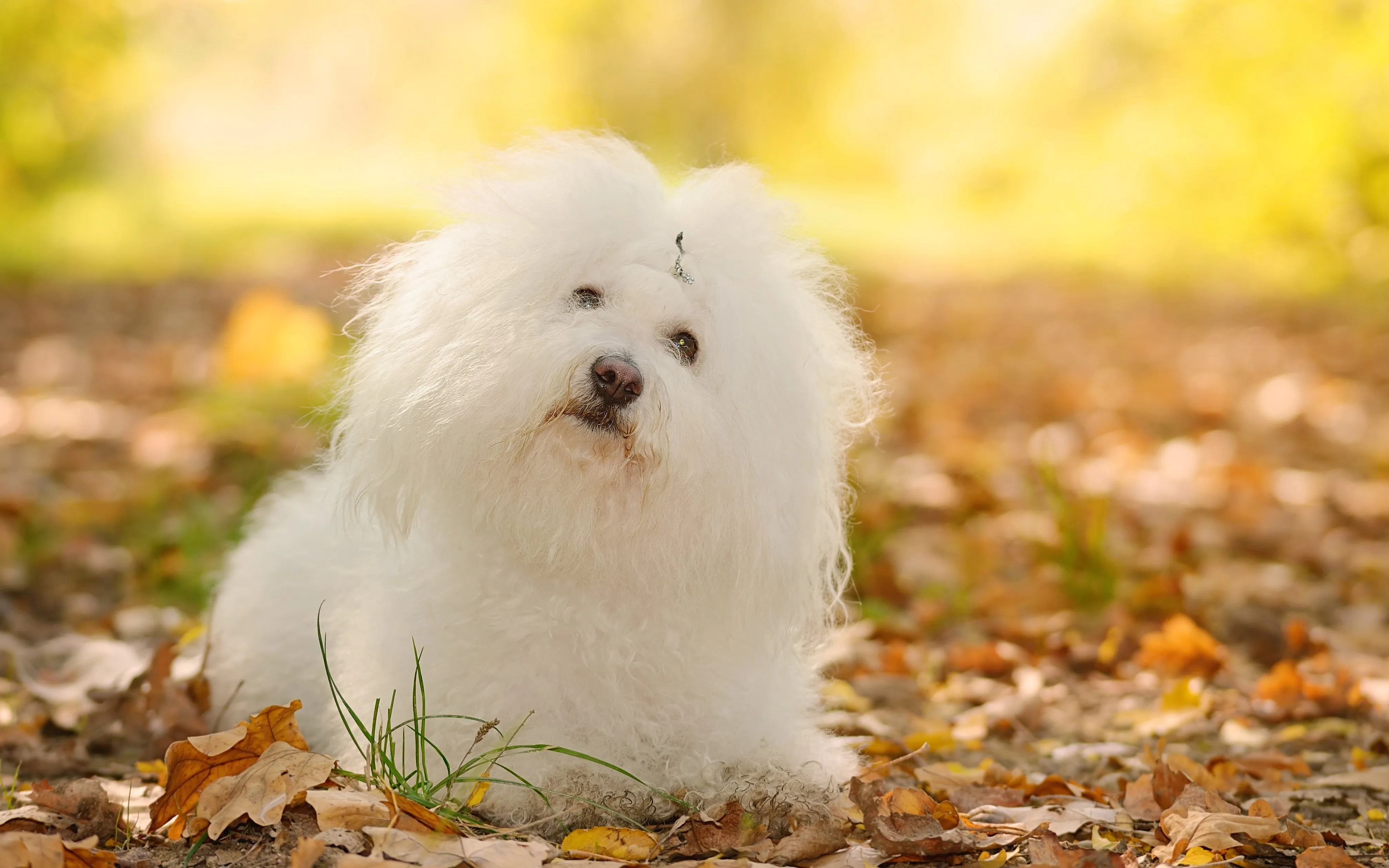 A white Bolognese dog sitting in an autumn forest.