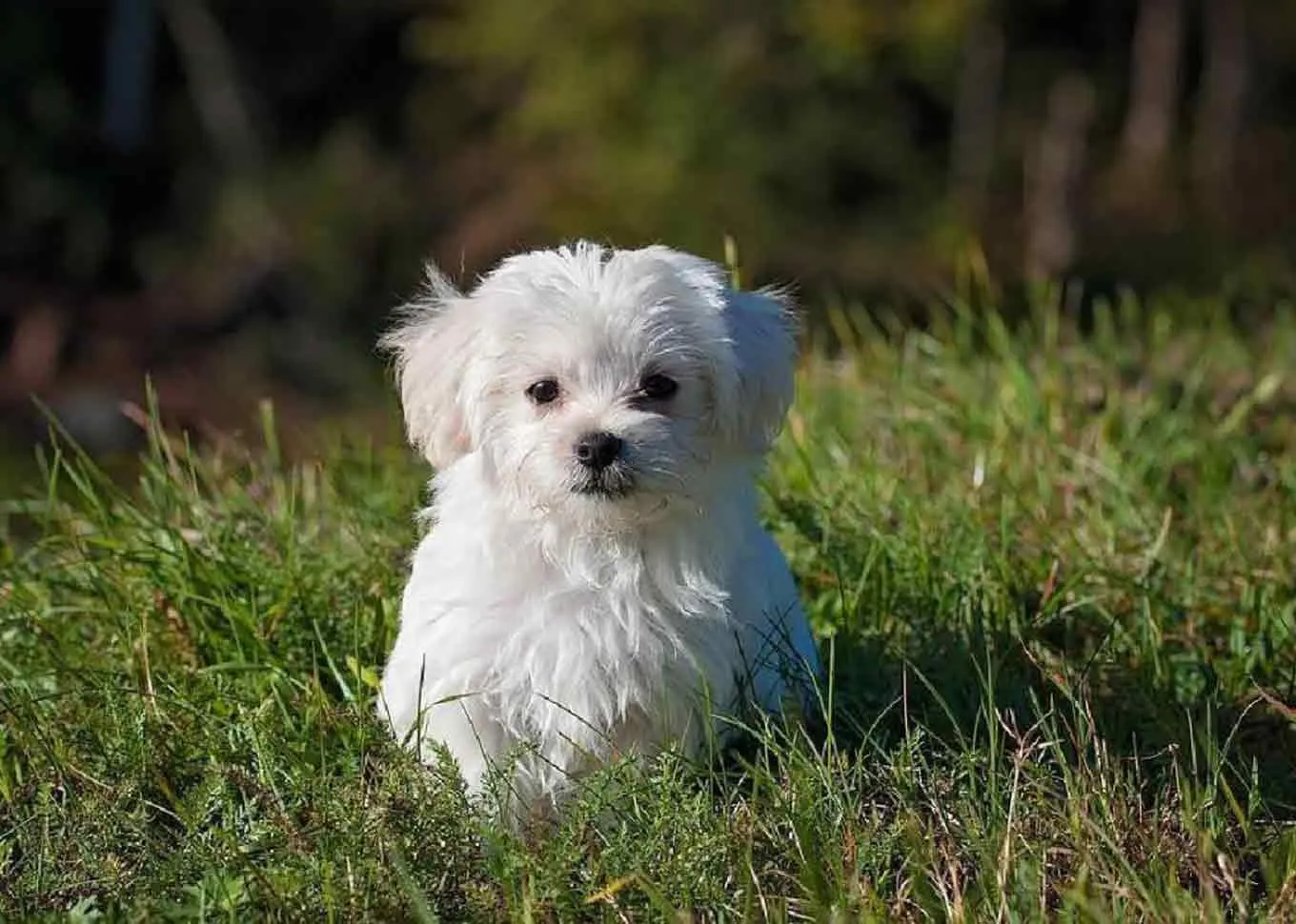 A white dog in a grass field