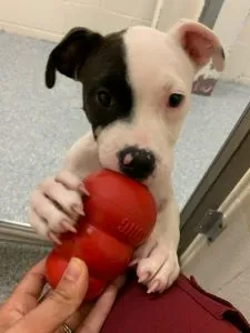 A white puppy with black spot over its right eye and ear stands up to grab a Kong with its mouth from inside its crate.