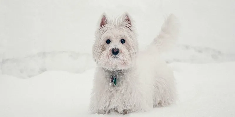 A white West Highland White Terrier dog standing in the snow, with its paws visible.