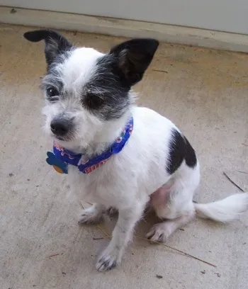 A white with black Jack Chi is sitting on a porch and its looking up and to the left, showing a watchful gaze