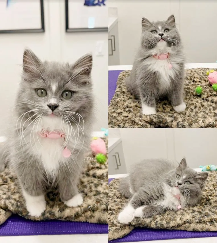 A wide-eyed kitten exploring its surroundings, illustrating typical kitten behavior and developmental stages