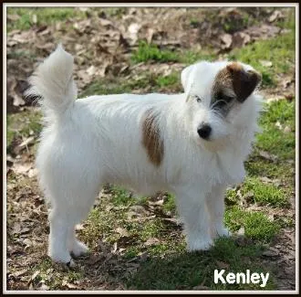 A Wire Haired Jack Russell Terrier posing outdoors