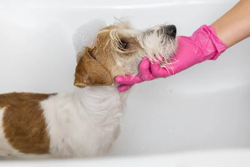 A wire-haired Jack Russell Terrier puppy being bathed by a person wearing pink gloves, demonstrating essential grooming for this breed.