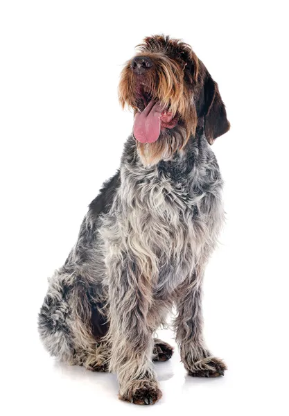 A Wirehaired Pointing Griffon with its distinctive shaggy coat, a top pheasant hunting dog breed, standing alert in a field.