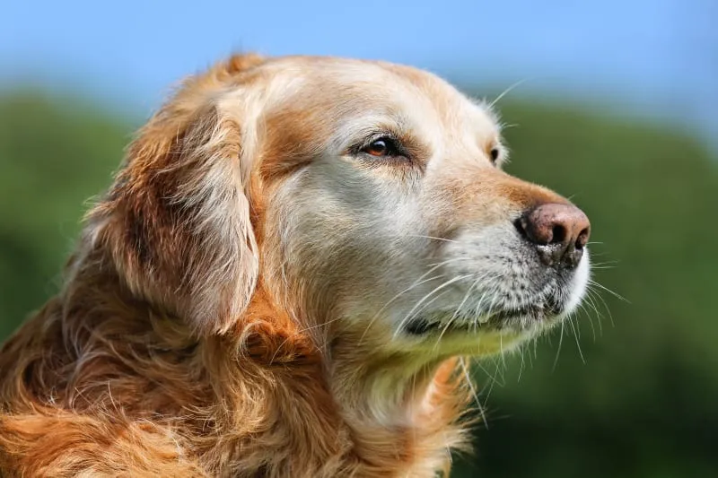 A wise-looking senior dog with graying muzzle, lying down, representing the question of what age is a dog considered senior