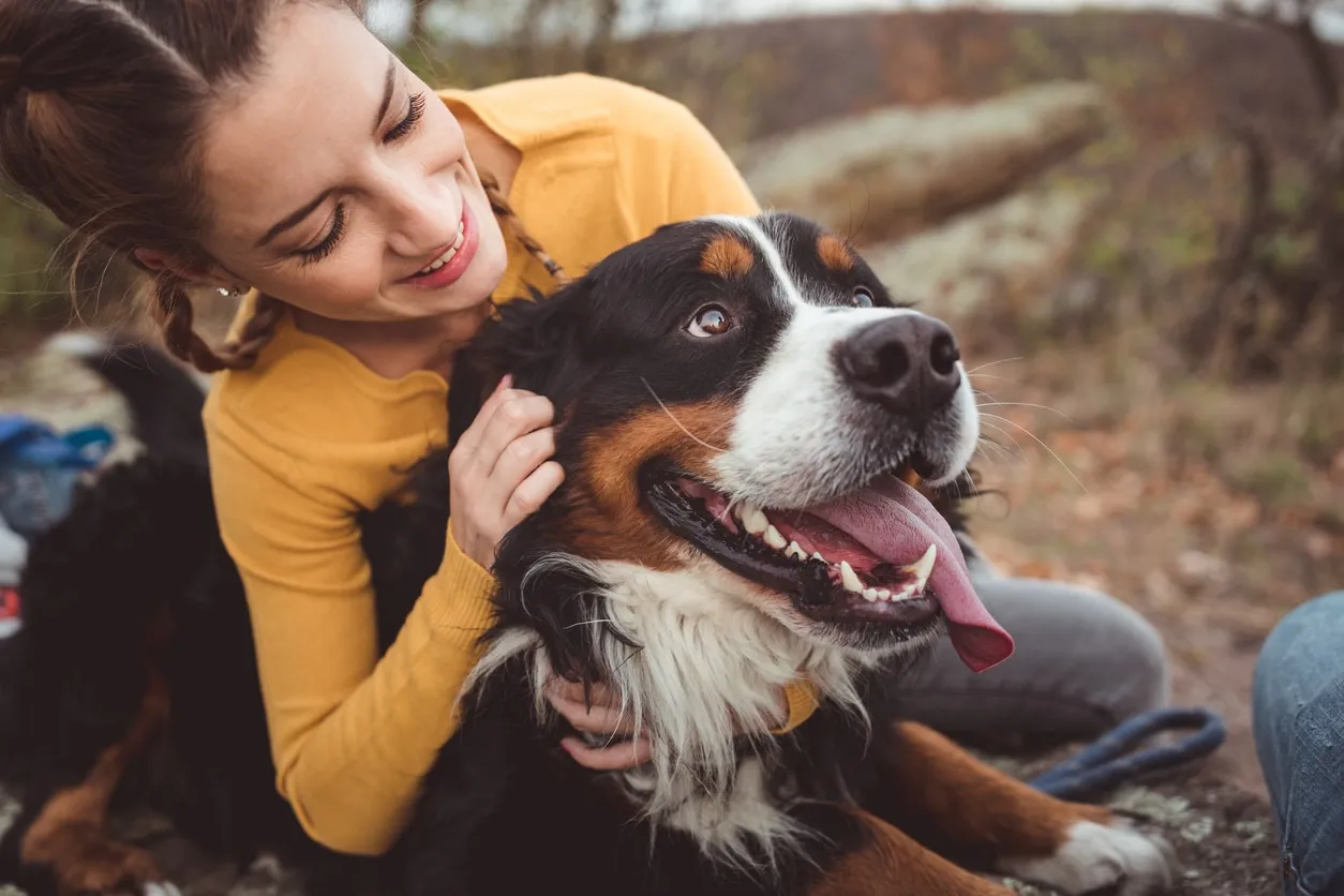 A woman gently pets a large Bernese Mountain Dog, whose tongue is playfully flopping out, highlighting the breed's friendly disposition.