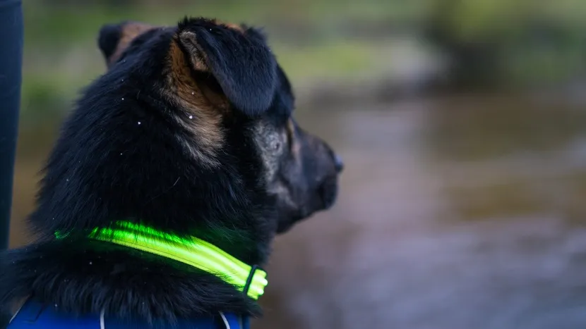 A woman with her dog, highlighting the dog's Blazin Light-Up collar for its high visibility.