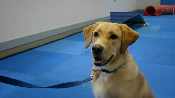 A yellow lab demonstrating obedience skills during a training session at Perfect Pet Resort, emphasizing the precision and focus of such training