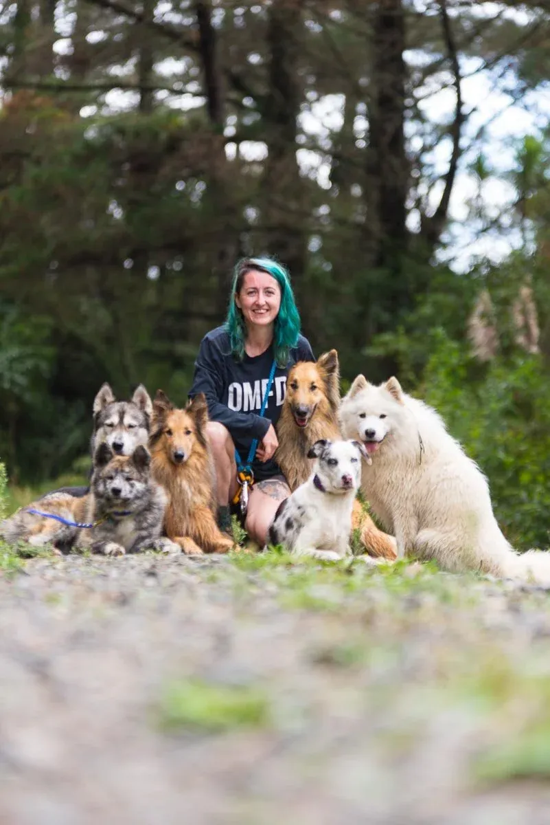 A yellow Labrador retriever happily walking on a beach trail with a professional dog walker in Auckland, showcasing calm leash behavior in a natural setting.