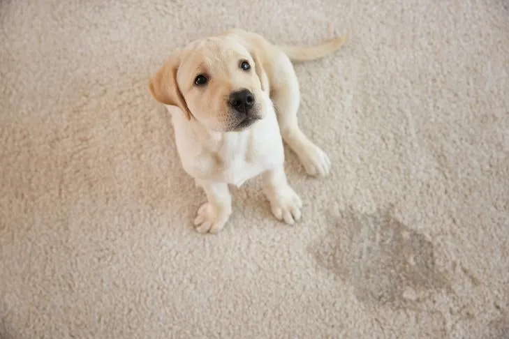 A Yellow Labrador Retriever puppy sitting on a carpet next to a urine stain, highlighting the need for thorough cleaning