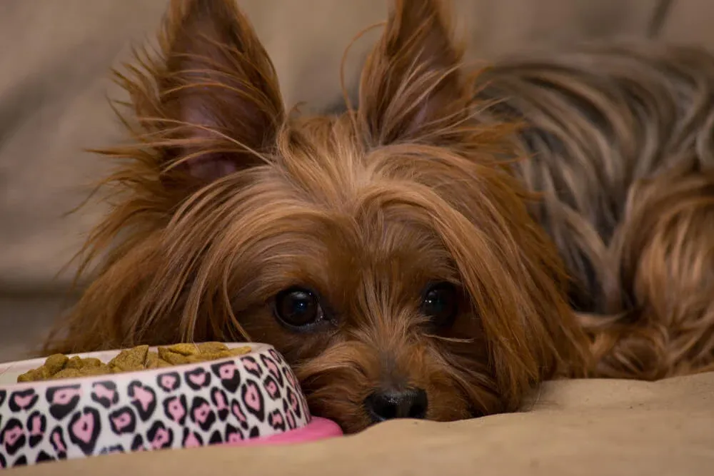A Yorkie dog looking at a bowl of food