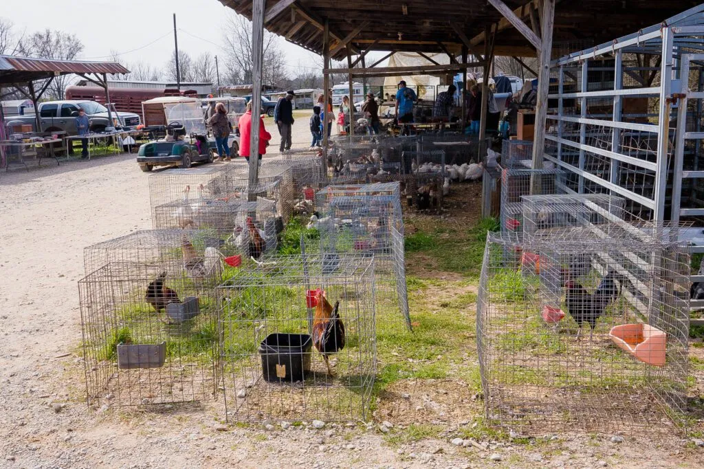 A Yorkshire Terrier puppy playing in the grass, showcasing its silky coat and inquisitive expression.
