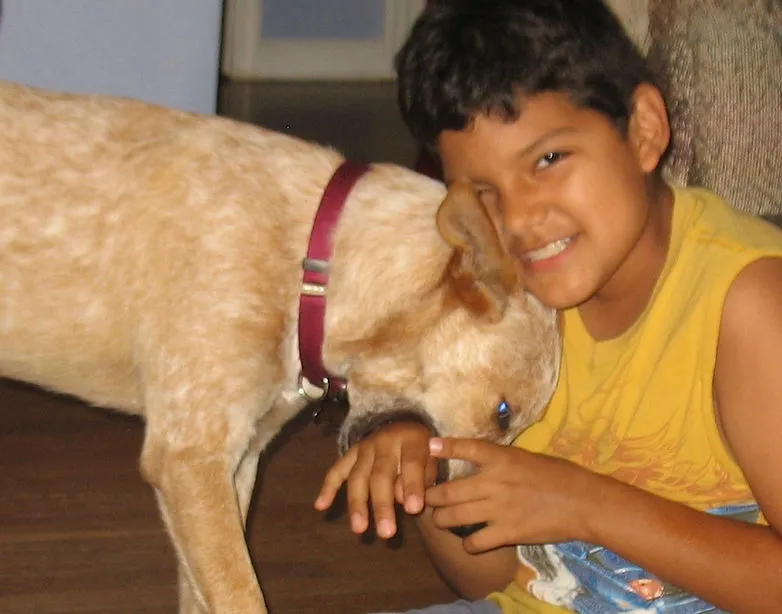A young Australian Cattle Dog puppy gently mouthing a person's hand