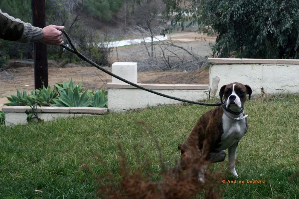 A young Boxer dog being house-trained to pee on command in a designated backyard area, demonstrating effective outdoor potty training.