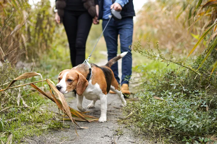 A young couple walking their small beagle dog, which is sniffing the ground and pulling on its leash, on an outdoor path.