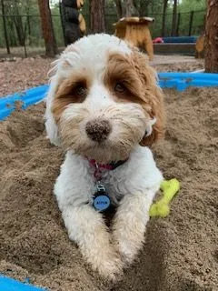 A young cream-colored Labradoodle puppy named Aspen Joy, with a happy expression, playing in a sandbox after a rain shower.