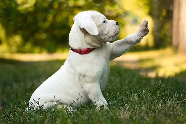 A young Dogo Argentino puppy is sitting on the grass with one paw lifted.