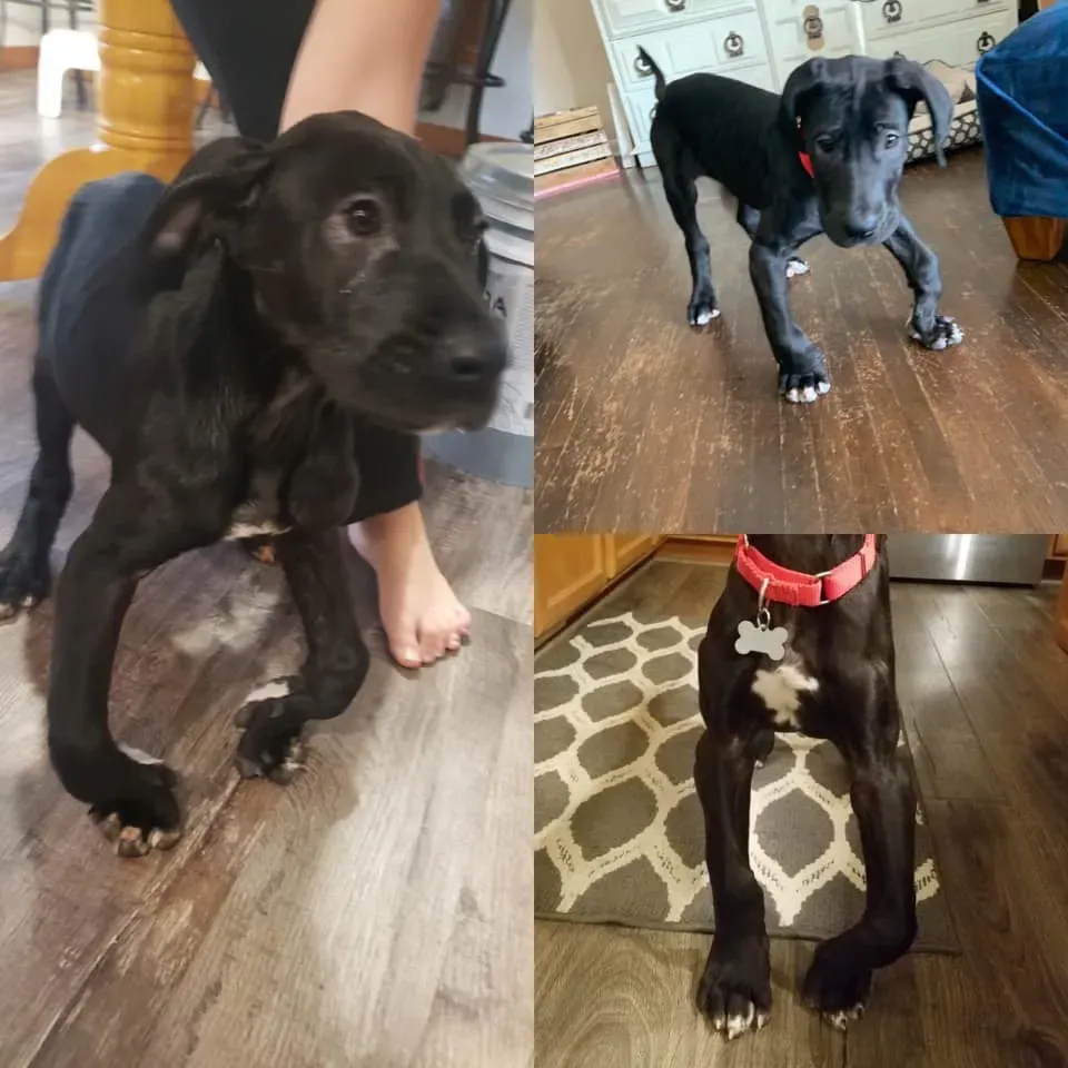 A young Great Dane puppy looking up with soft eyes, illustrating gentle care
