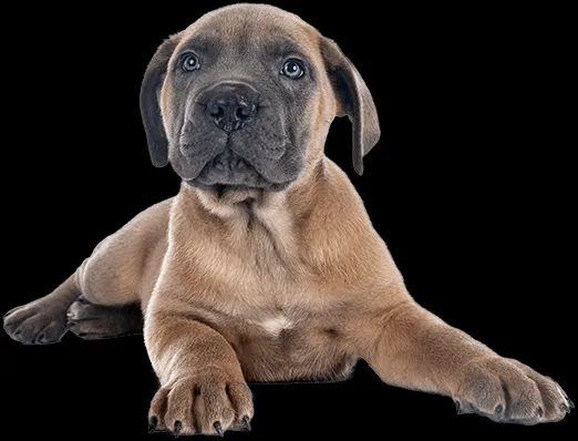 A young, healthy Italian Mastiff puppy looking alert