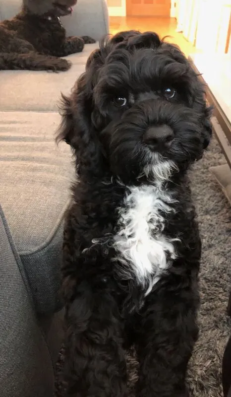 A young Labradoodle named Kai on his first day home, with his big brother Watson in the background.