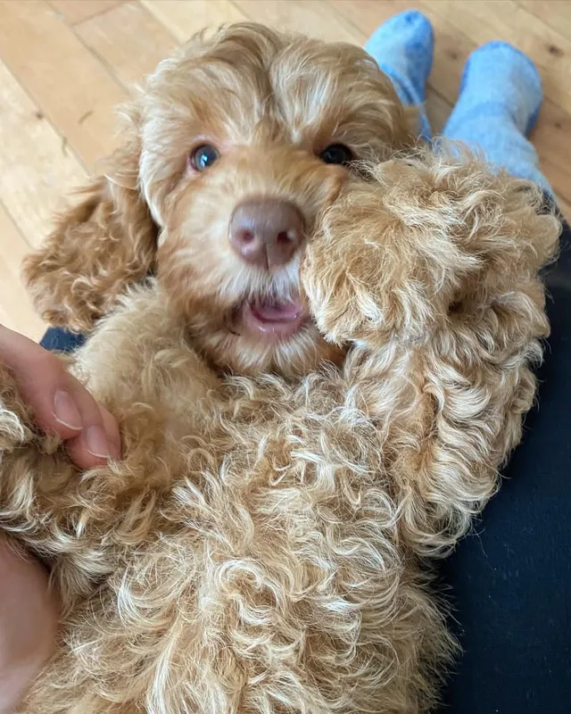 A young Labradoodle named Remy sitting on a snowy mountain landscape, enjoying a day trip outdoors.
