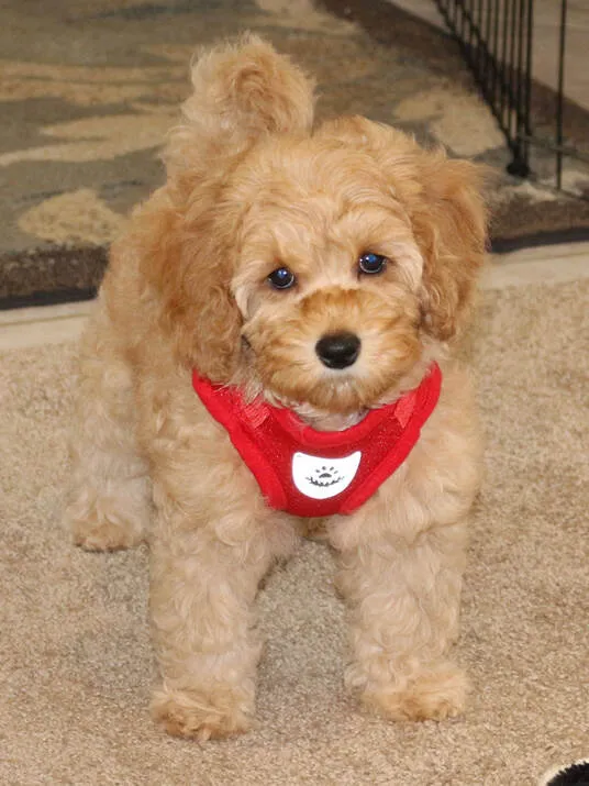 A young Labradoodle puppy named Pumpkin ready to go home with her new family.