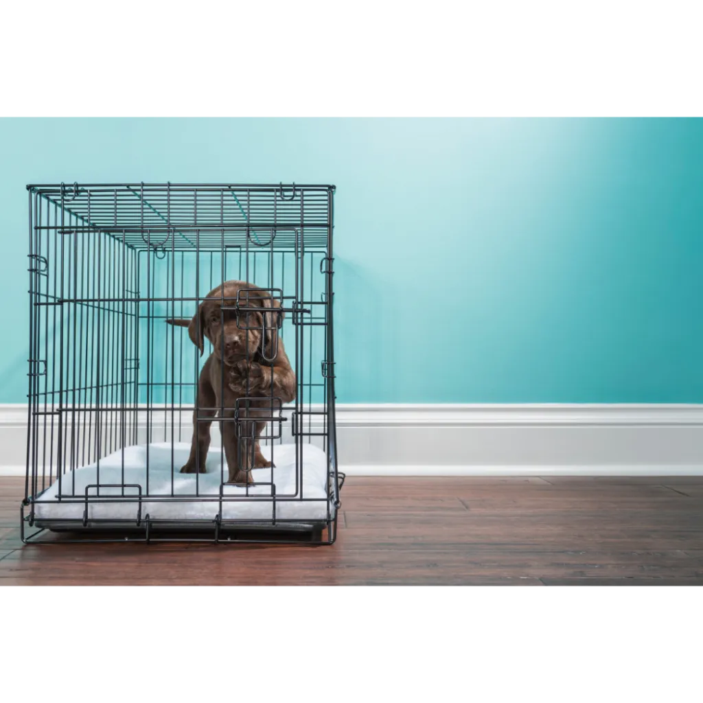 A young puppy comfortably resting inside a modern dog crate with soft bedding