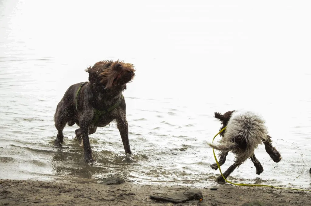 A young puppy resting comfortably on the ground, illustrating the importance of respecting individual dog needs and special care in a dog walking job.