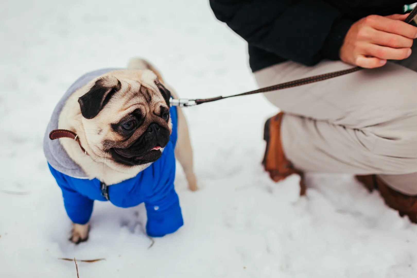 A young puppy wearing a winter coat and looking out at the snow