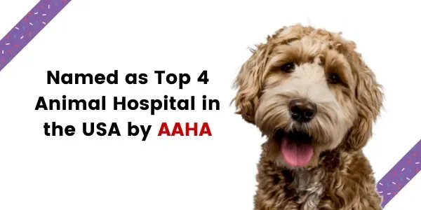 AAHA accredited logo displayed prominently by an animal hospital