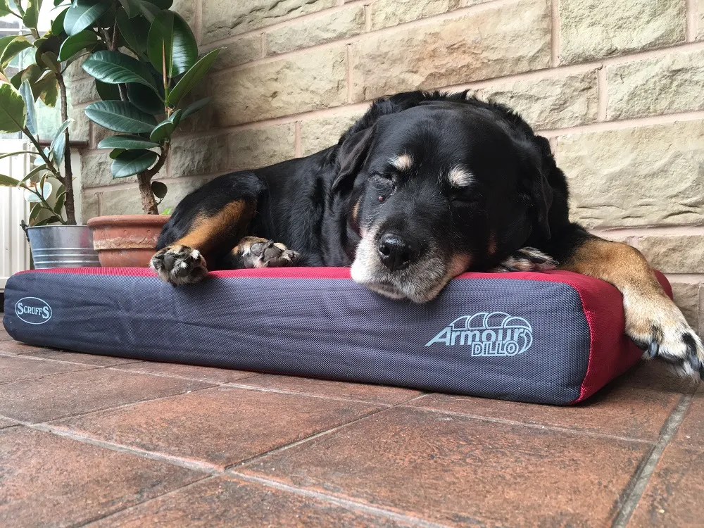 Active dog Christopher resting on the robust Scruffs dog bed after playtime