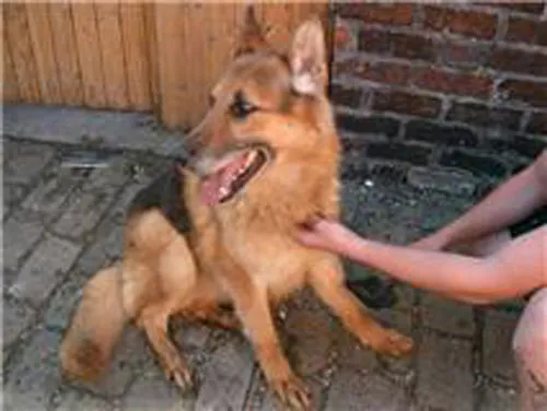 Active older German Shepherd Saber needs loving attention