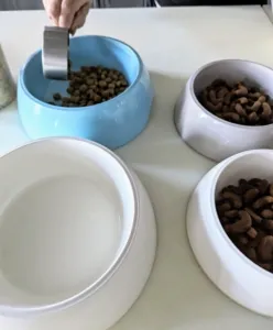 Adding high-quality kibble to a dog's bowl before homemade food