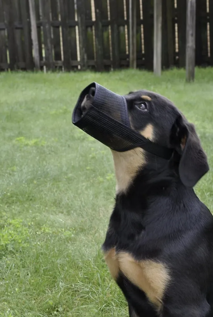 Adjustable mesh dog muzzle for safety during emergencies