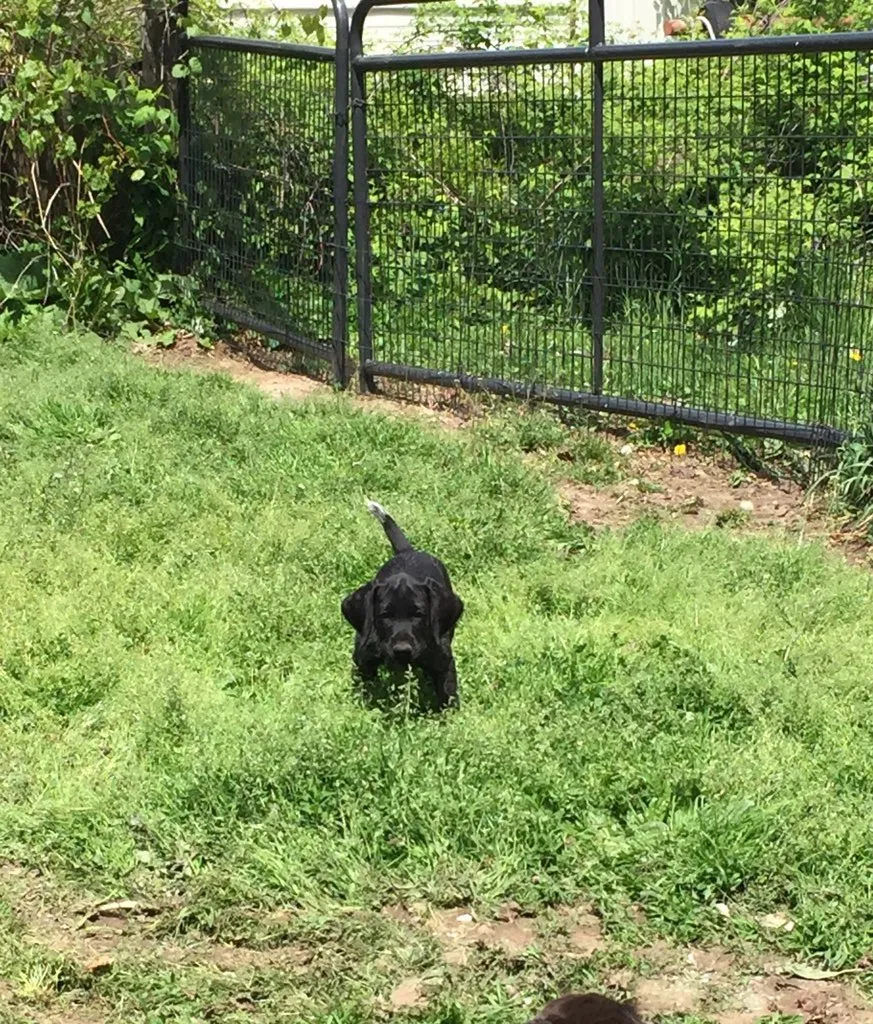 Adorable 8-week-old Drahthaar puppy Zorro vom Himmelbogen with tipped ear