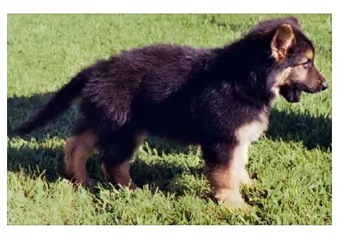 Adorable 9.5-week-old long-haired German Shepherd puppy sitting gracefully