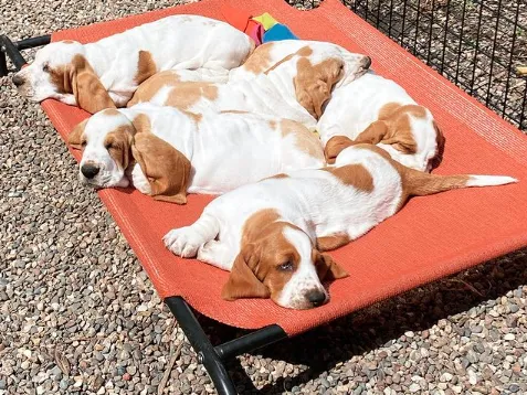 Adorable Basset Hound puppies enjoying the sun in a grassy area