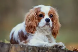 Adorable Cavalier King Charles Spaniel, a sweet and affectionate companion with moderate grooming needs.