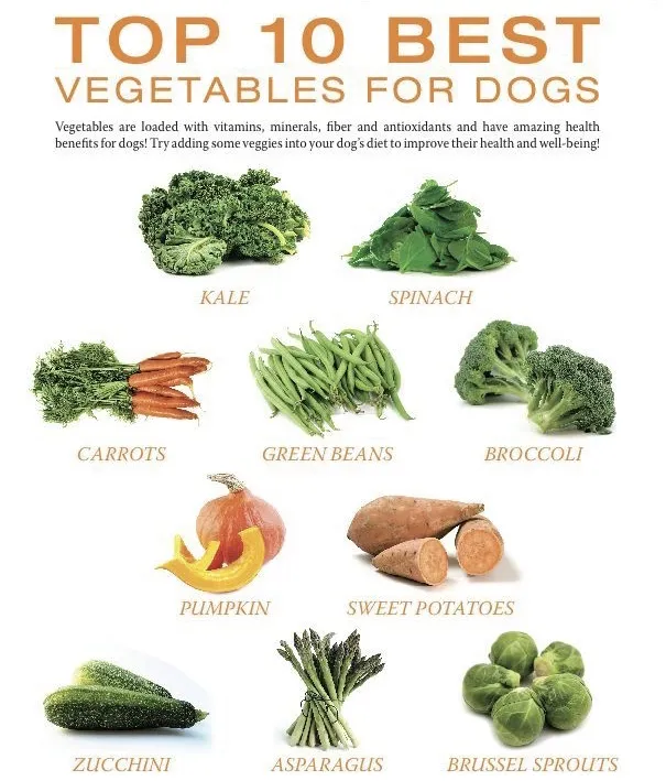 Adorable English Bulldog puppy sniffing a healthy green vegetable snack