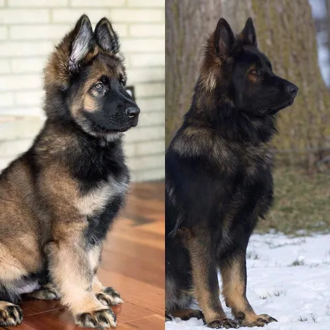 Adorable German Shepherd puppy at 6 weeks compared to the powerful adult at 1 year