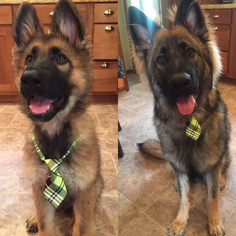 Adorable German Shepherd puppy Groot at 16 weeks versus his 6-month-old appearance