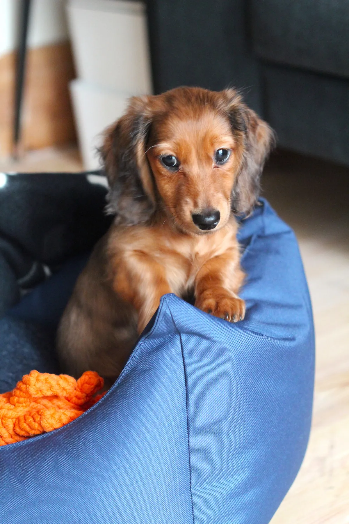 Adorable long-haired sausage dog puppy sleeping soundly in a cozy dog bed